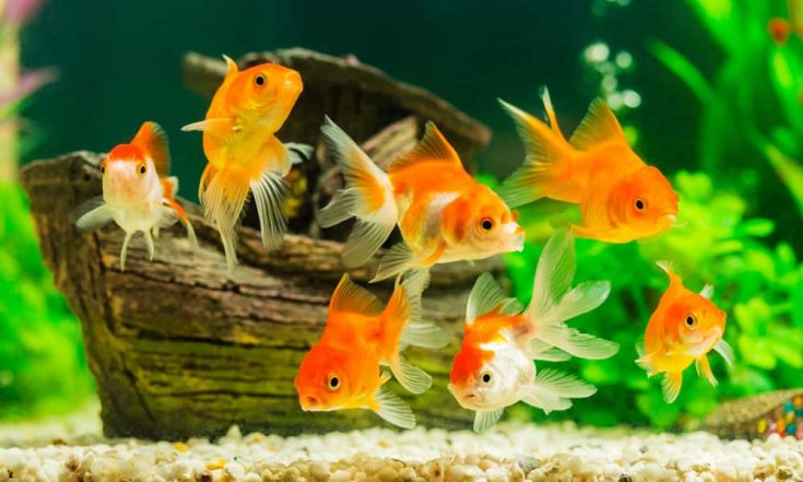 Low Maintenance Fish for Beginners - 5 Easiest Pet Fish to Keep Happy ... - Low Maintenance Goldfish Aquariums For Beginners