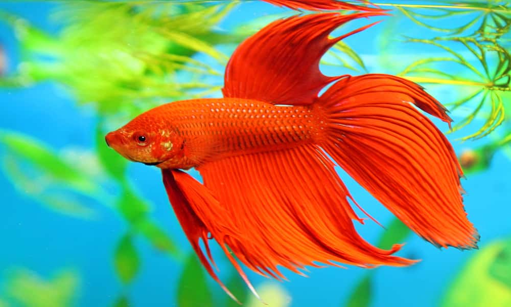 Male Betta Spelendens vary in bright colors