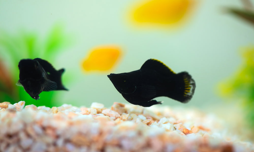 The Black Molly is one of the most popular beginner fish