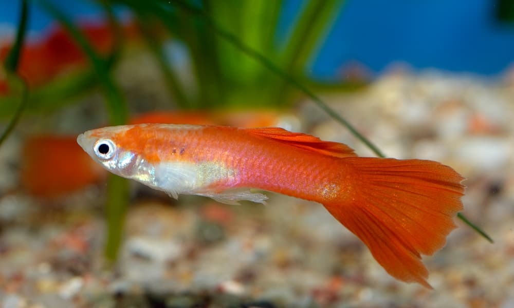 The Guppy is one of the world’s most widely