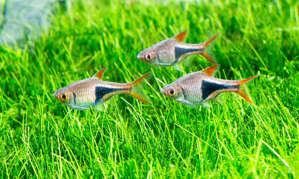 The Harlequin Rasboras is a popular choice