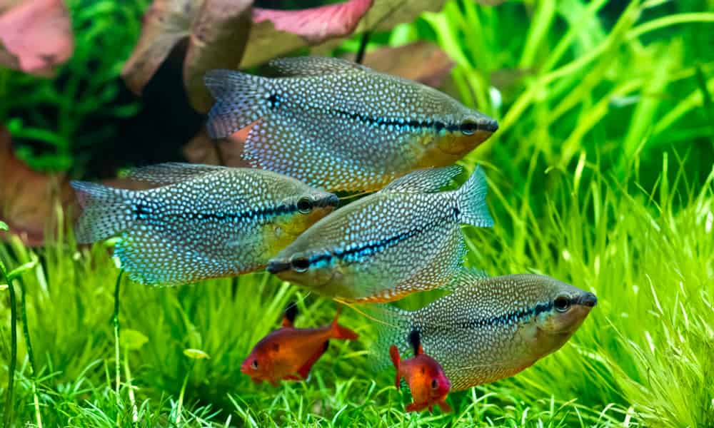 the Pearl Gourami is stunning with an iridescent pearl body