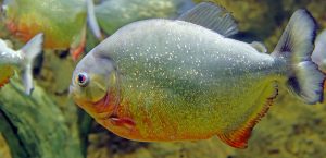 Aggressive Freshwater Fish