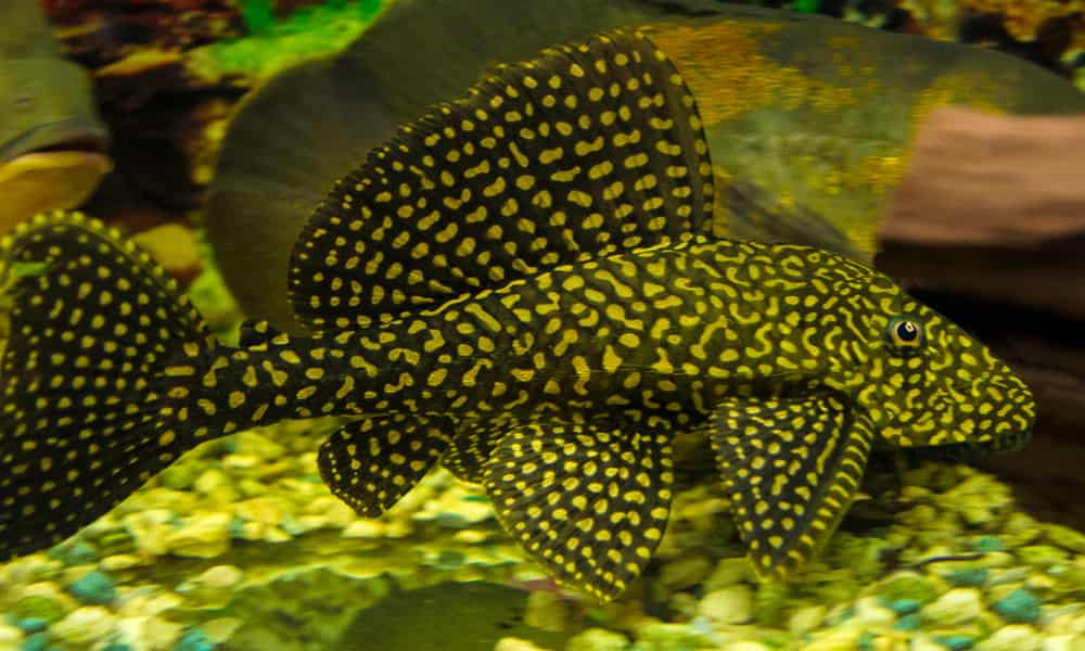 Bristlenose Pleco