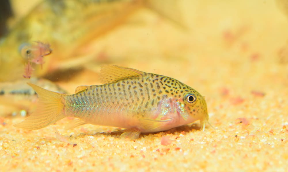 Corydoras Catfish