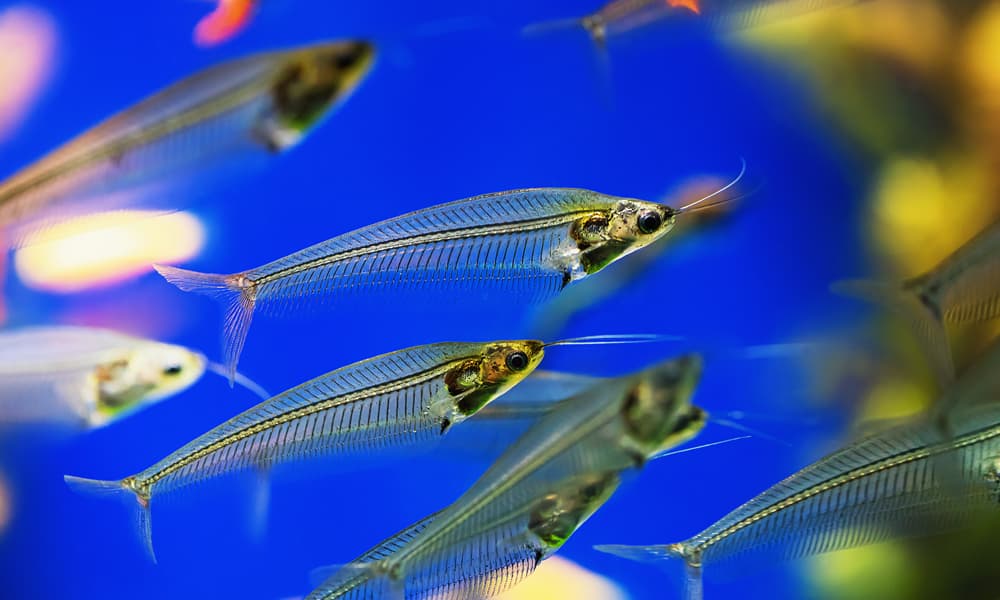Glass Catfish