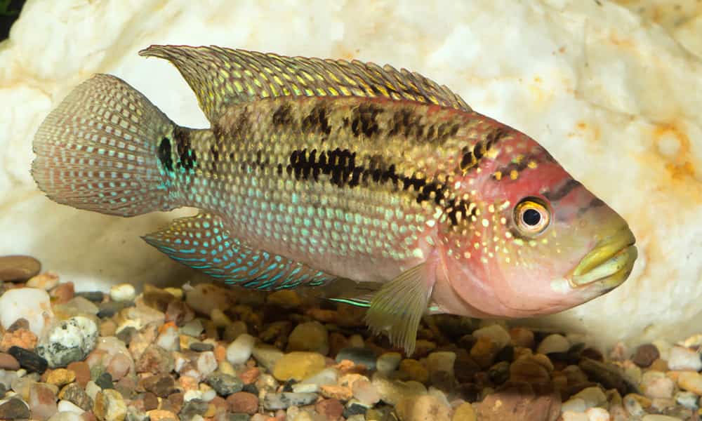 Jaguar Cichlid