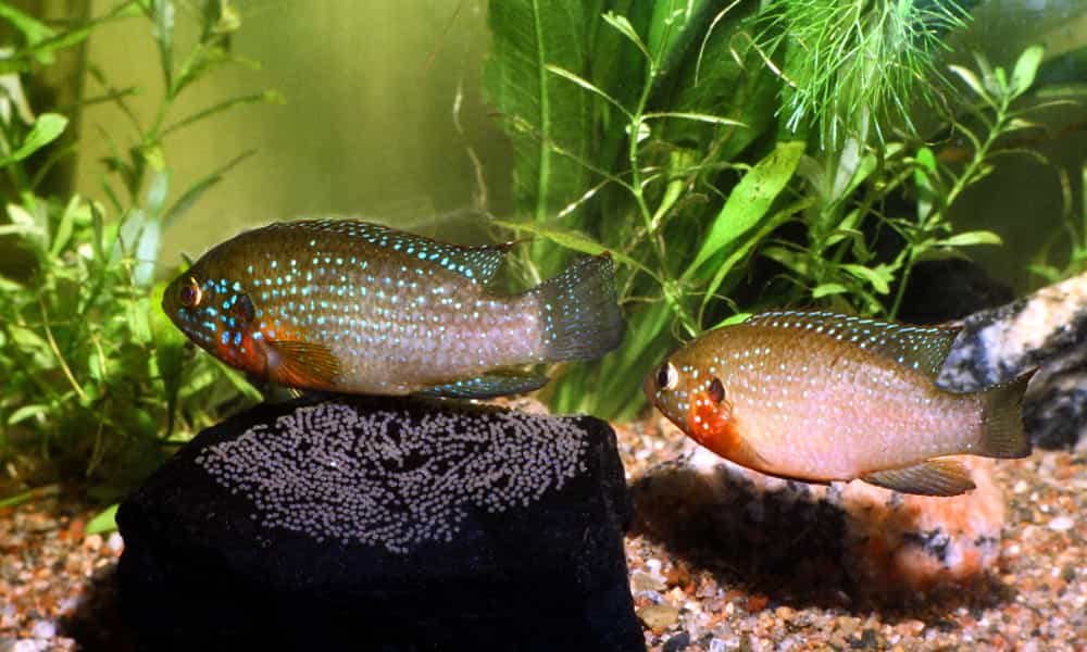 Jewel Cichlid