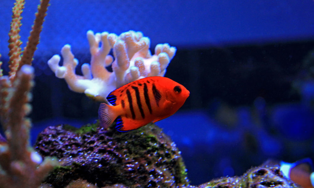 Flame Angelfish (or Japanese Pygmy Angelfish)