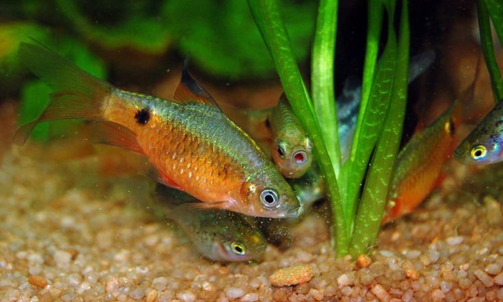 20 Beginner Friendly Cold Water Aquarium Fish Aquaticly 20 Beginner Friendly Cold Water Aquarium Fish Aquaticly
