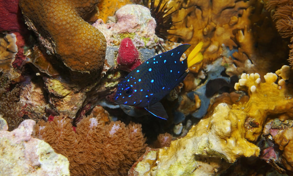 Yellowtail Damselfish (Or Yellowtail Demoiselle)