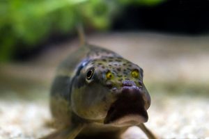 Chinese Algae Eater Care Guide