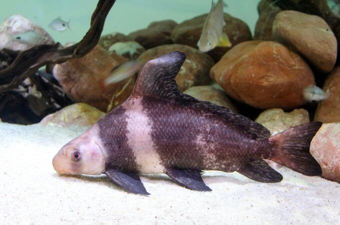 Chinese High-fin Banded Shark