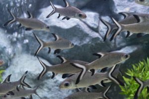 Freshwater Aquarium Sharks and Tank Setup