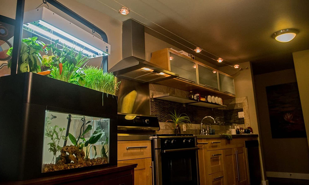 Maintenance Of Self Cleaning Fish Tank