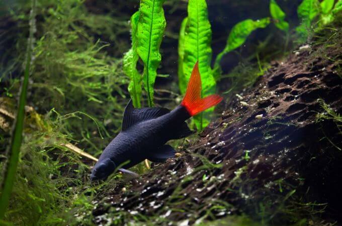 Red-tailed Black Shark