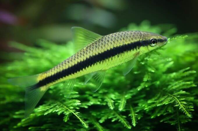 Siamese Algae Eater