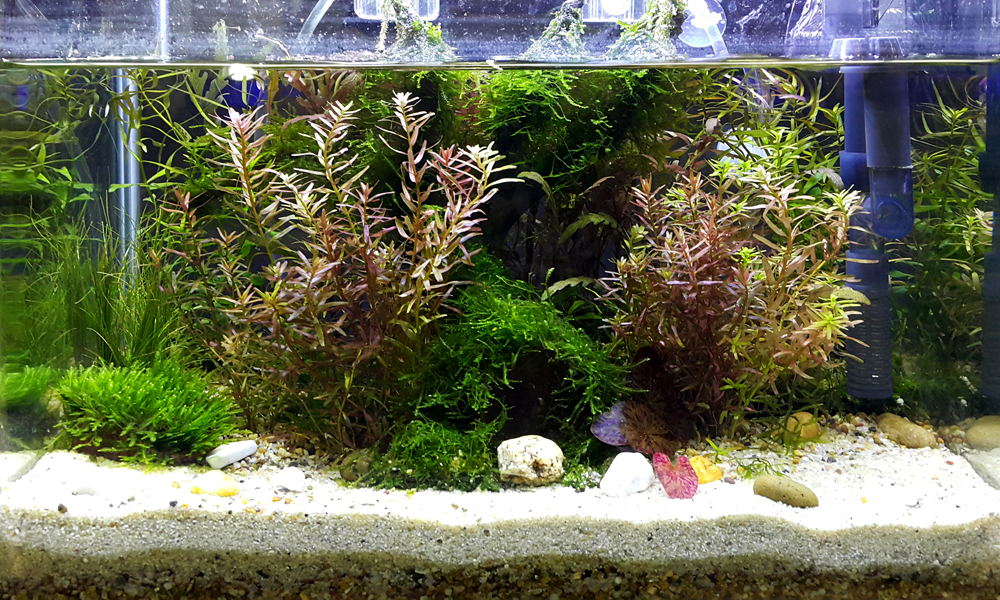 Signs You Need An Aquarium Air Pump