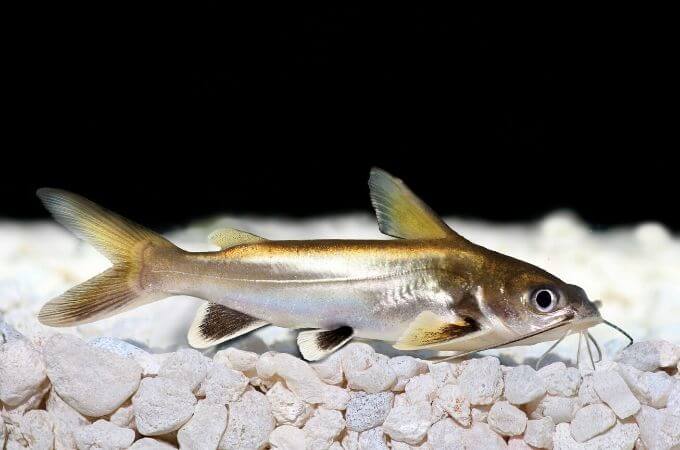 Silver Apollo Shark