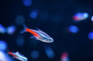 Neon Tetra Fish: Easy Care Guide for these Tropical Stunners ...