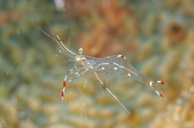 Caring for Ghost Shrimp