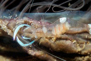 Ghost Shrimp Care Guide