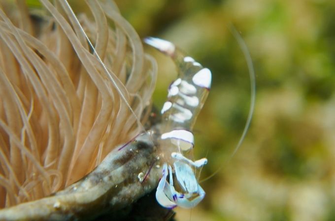 Ghot Shrimp Tank