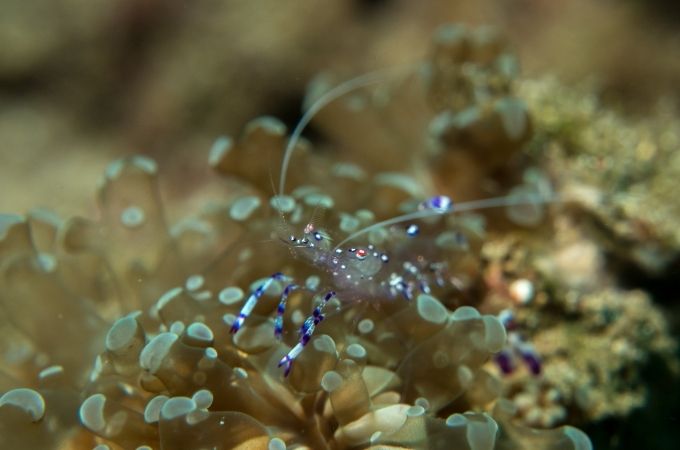 Keeping Ghost Shrimp